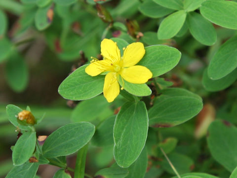 Hypericum kamtschaticum var. hondoense