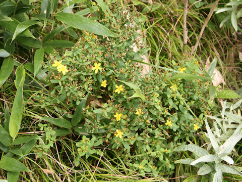 Hypericum kamtschaticum var. hondoense