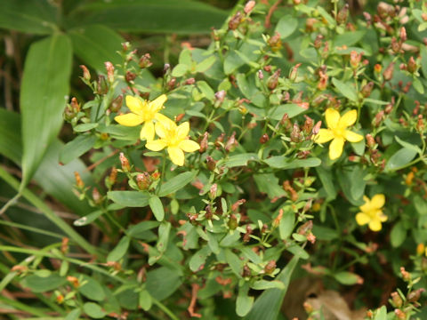 Hypericum kamtschaticum var. hondoense