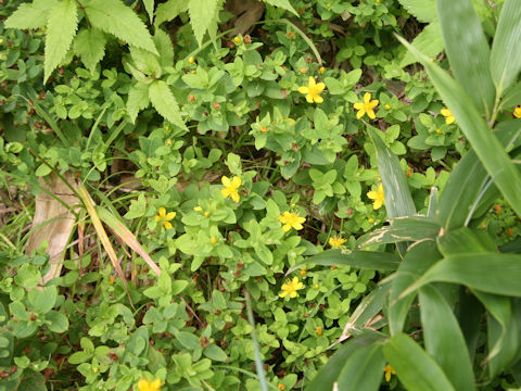 Hypericum kamtschaticum var. hondoense