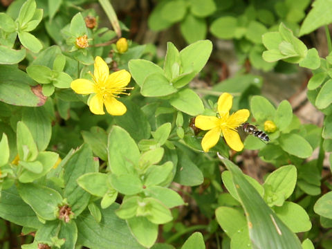 Hypericum kamtschaticum var. hondoense