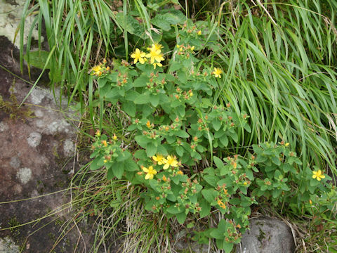 Hypericum kamtschaticum var. hondoense