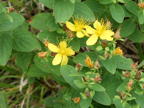 Hypericum kamtschaticum var. hondoense