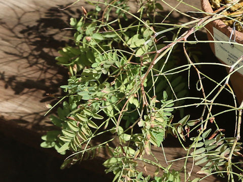 Hedysarum vicioides
