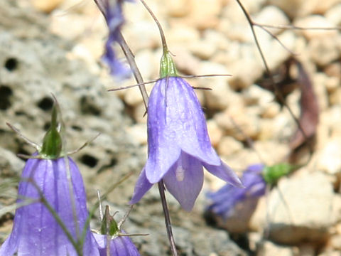 Adenophora takedae