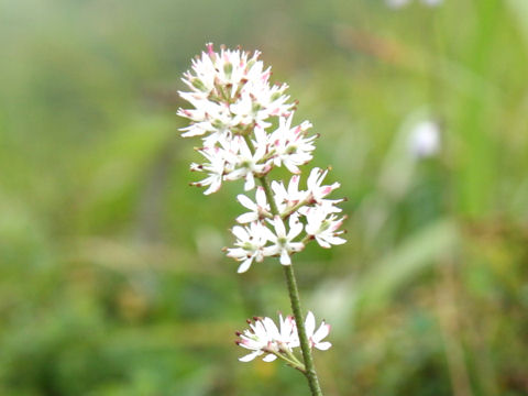 Tofieldia japonica