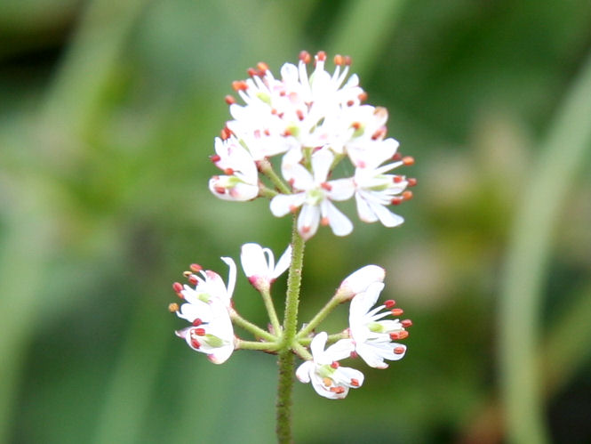 Tofieldia japonica