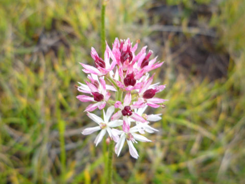 Tofieldia japonica