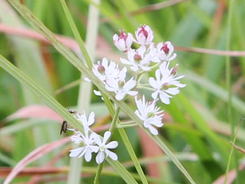 Tofieldia japonica