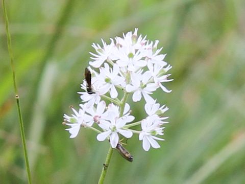 Tofieldia japonica