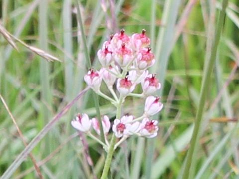 Tofieldia japonica