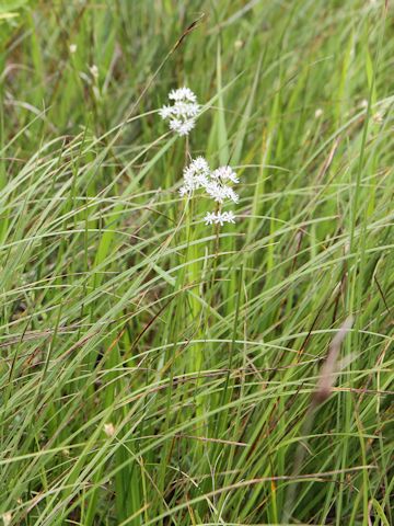 Tofieldia japonica