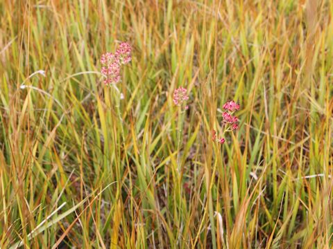 Tofieldia japonica