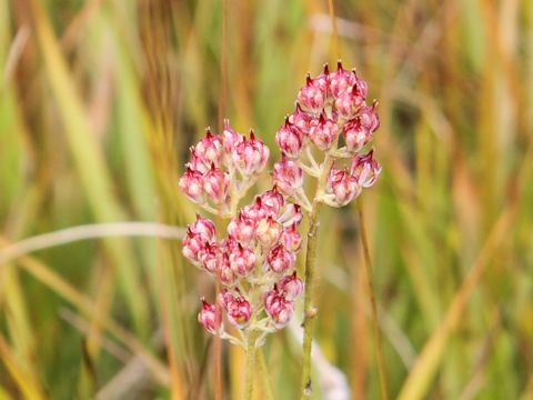 Tofieldia japonica