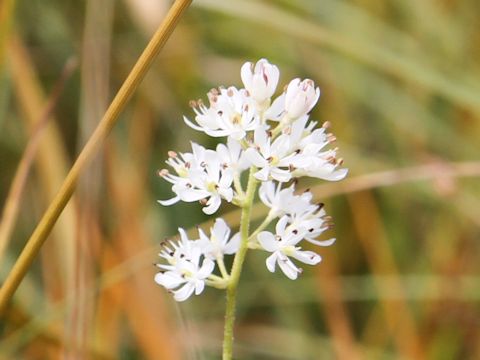 Tofieldia japonica