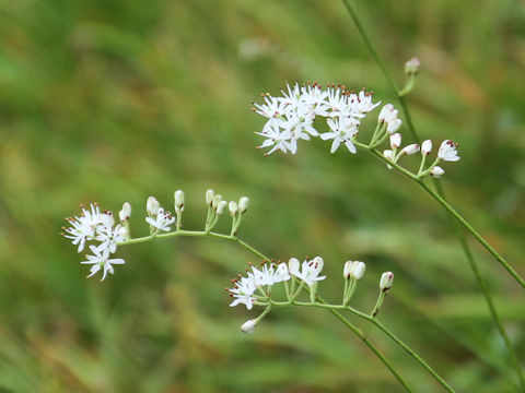 Tofieldia japonica