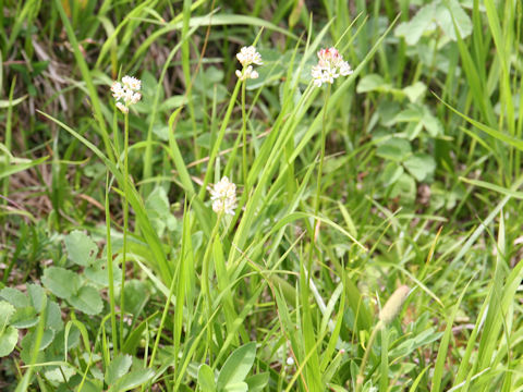 Tofieldia japonica