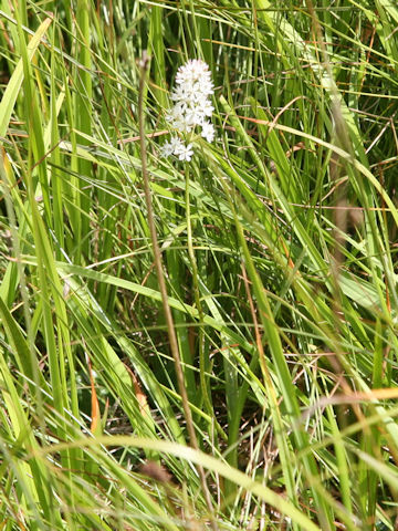 Tofieldia japonica
