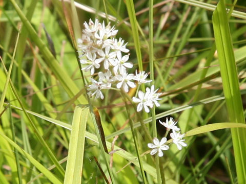 Tofieldia japonica