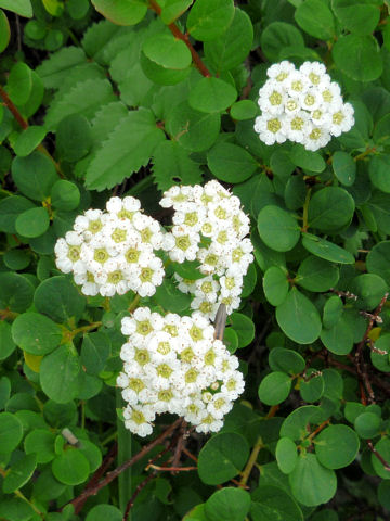 Spiraea nipponica