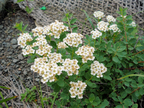 Spiraea nipponica