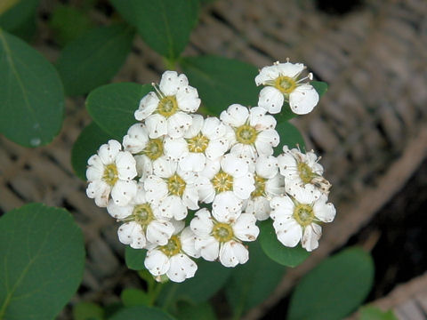 Spiraea nipponica