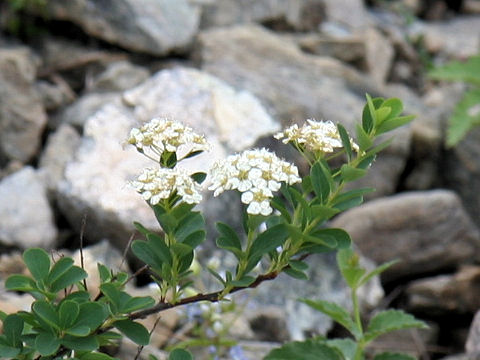 Spiraea nipponica