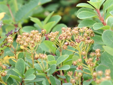 Spiraea nipponica