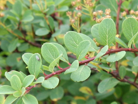 Spiraea nipponica