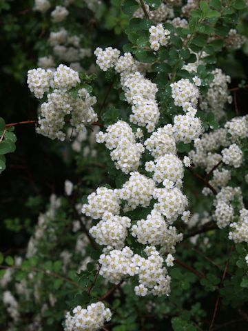 Spiraea nipponica