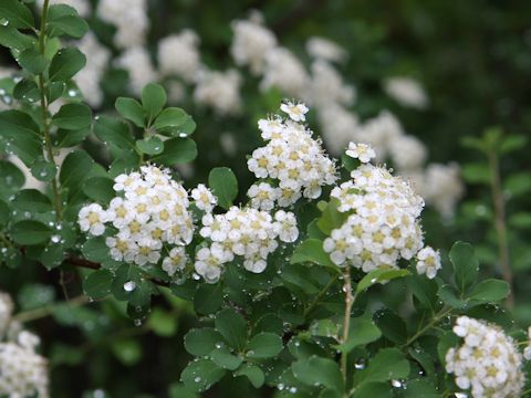 Spiraea nipponica