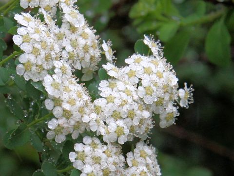 Spiraea nipponica