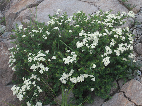 Spiraea nipponica