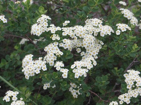 Spiraea nipponica