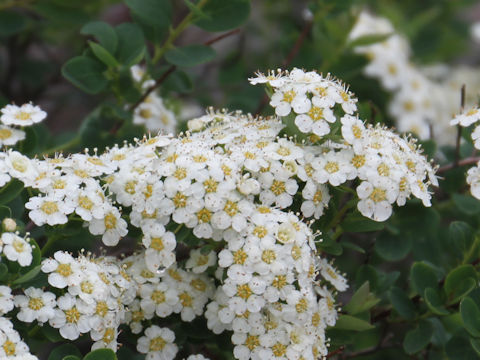 Spiraea nipponica