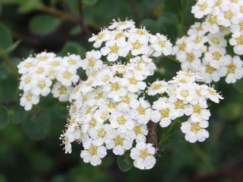 Spiraea nipponica