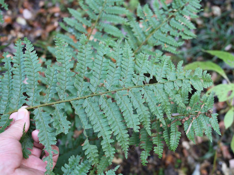 Polystichum ovatopaleaceum var. coraiense