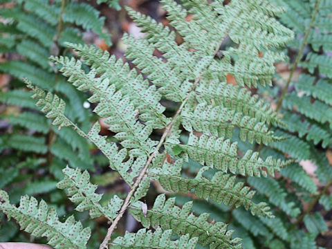 Polystichum ovatopaleaceum var. coraiense