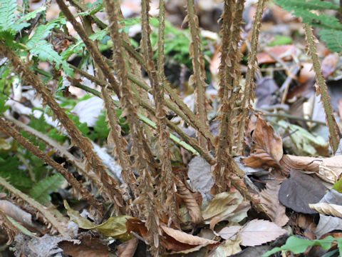 Polystichum ovatopaleaceum var. coraiense