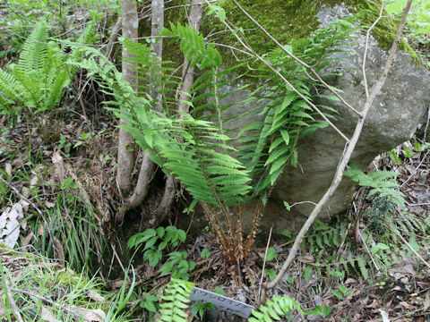 Polystichum ovatopaleaceum var. coraiense