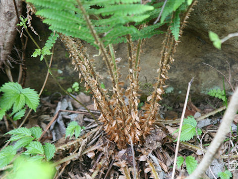 Polystichum ovatopaleaceum var. coraiense