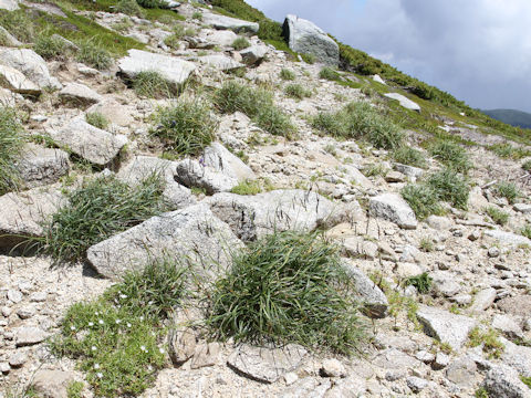 Carex stenantha