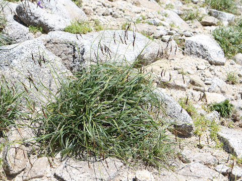 Carex stenantha