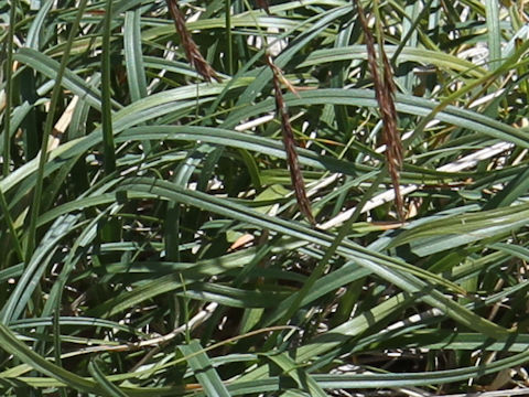 Carex stenantha