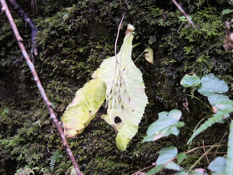 Conandron ramondioides