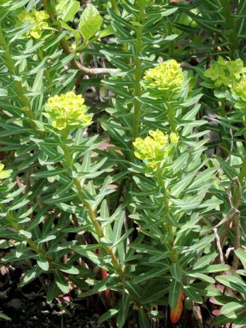 Euphorbia jolkinii