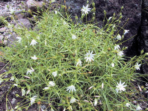 Stellaria nipponica