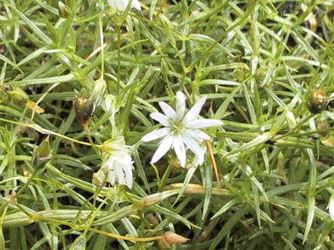 Stellaria nipponica