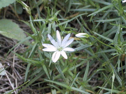 Stellaria nipponica