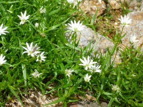 Stellaria nipponica